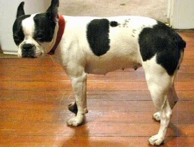 old boston bulldog breed.